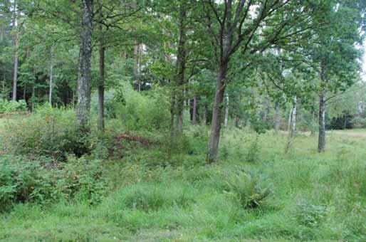 25. Ek bland björkar I kanten av en betesmark med ett fornminne står en ek på ca 1-2 meters omkrets omgiven av bland annat äldre björkar. Träden växer på gränsen mellan betesmark och skog.
