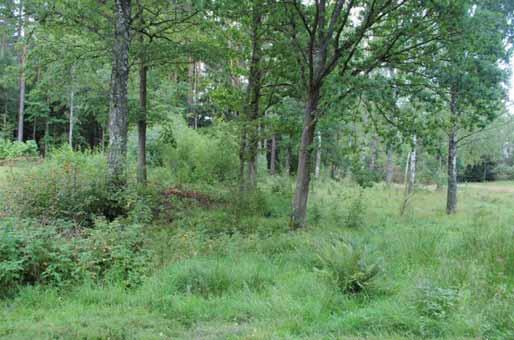 25. Ek bland björkar I kanten av en betesmark med ett fornminne står en ek på ca 1-2 meters omkrets omgiven av bland annat äldre björkar. Träden växer på gränsen mellan betesmark och skog.