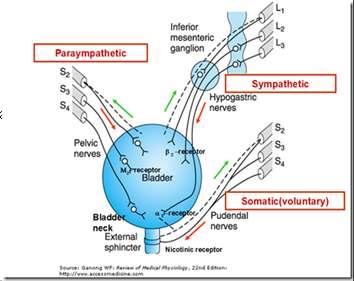 hypertoni ( 160/100) Begränsad data hos äldre Behandling av nattlig polyuri Desmopressin (MINIRIN, NOCDURNA) Nattlig polyuri där volymen är >1/3