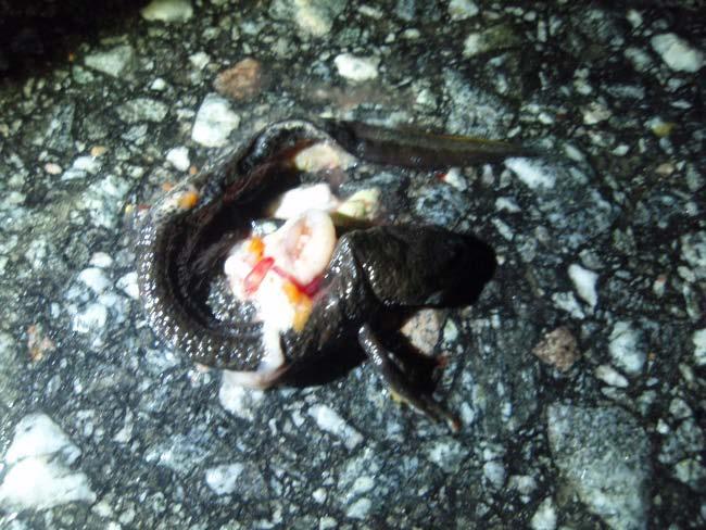 Resultat 15 april Den sena våren märktes tydligt i naturmiljön.