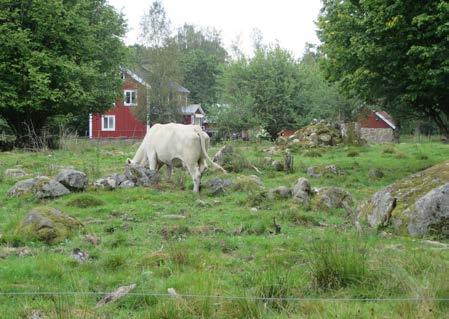 Odlingslandskap med