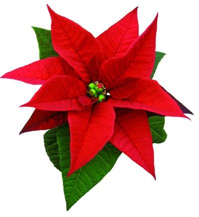 December Söndag 2.12 Första advent Kl 10 Gudstjänst i Kimito kyrka. Donner, Kohtamäki. St.Andreaskören. Kl 10 Familjegudstjänst i Västanfjärds nya kyrka. Lundstén, Noponen Kl 10.