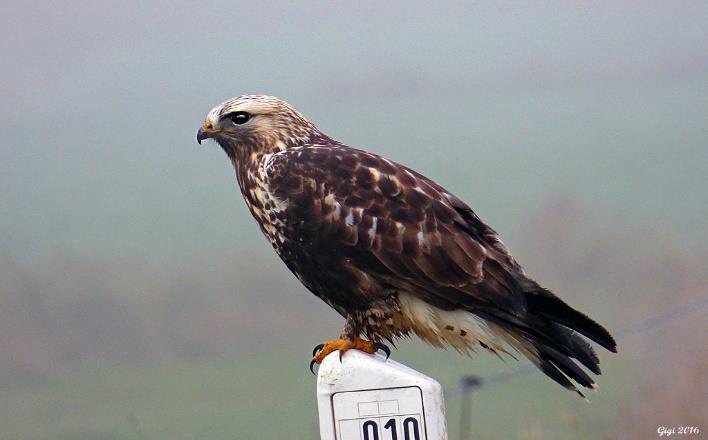 Gäss, änder, vadare, nilgås, stripgås, rostand, skedstork, doppingar, pilgrimsfalk, dvärgbeckasin, smalnäbbad simsnäppa, svart- och vitvingad tärna. Dag 5 (7 sept) Resdag.