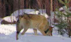 Faktaunderlaget till denna sammanställning bygger på studier av sövda vargar (i samband med radiomärkning inom det skandinaviska vargforskningsprojektet SKANDULV).