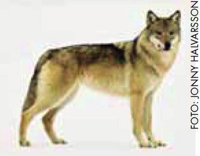 Det är frågan Vargens ögon är alltid gula eller gulbruna. Ögonfärgen varierar inte hos vilda djur vilket den gör hos tama djur som t.ex hundar.