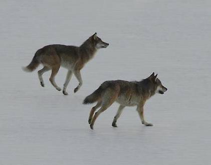 Varg eller inte varg? avgörande för att den skall klara av snabba rörelser vid jakt. Bild 6. Gallopperande lamor. Bild 7. Sjundatiken.