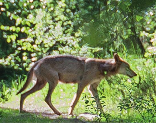 En liten magsäck, uppåtböjd mage och låg bröstkorg är typiska för hund med regelbunden kost och vittnar om svaga muskler i ryggen - något som vargar inte har.