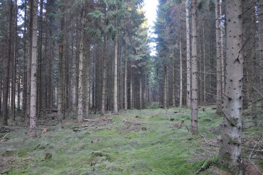 Medelbonitet om 7,9 m³sk/ha och år. Välbyggda skogsbilvägar och rejäla vändplatser. Jakt på bl. a vildsvin och rådjur.