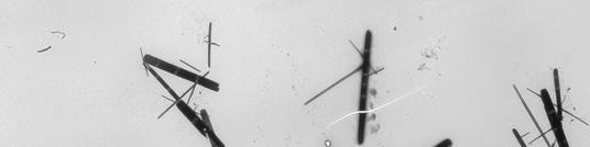 Supplementary Figure 1.