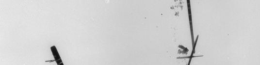 length of 5-10 µm.