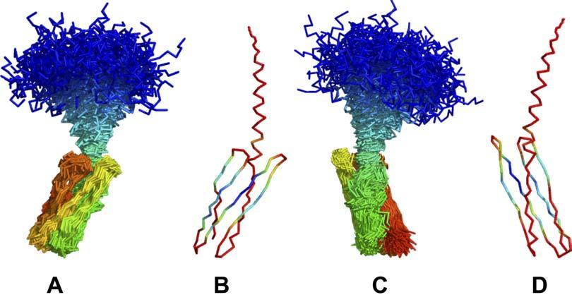 Figure D: Structure ensemble obtained with simulation 1.