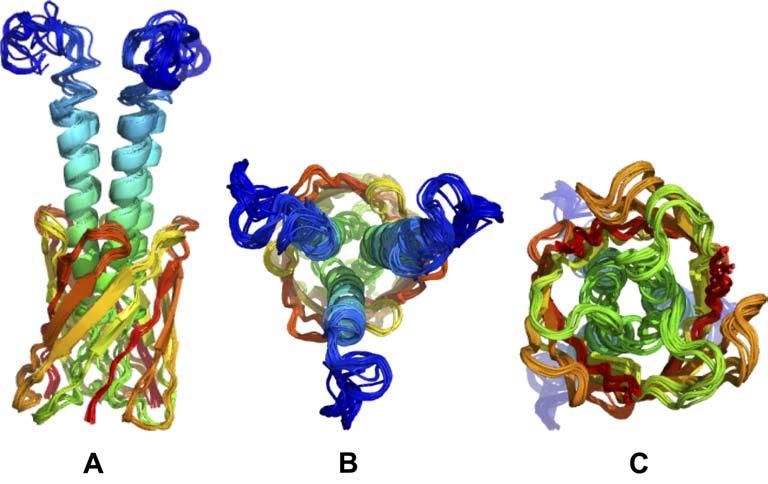 Figure G: Structure ensemble obtained with simulation 4 (first assembly of the trimer).