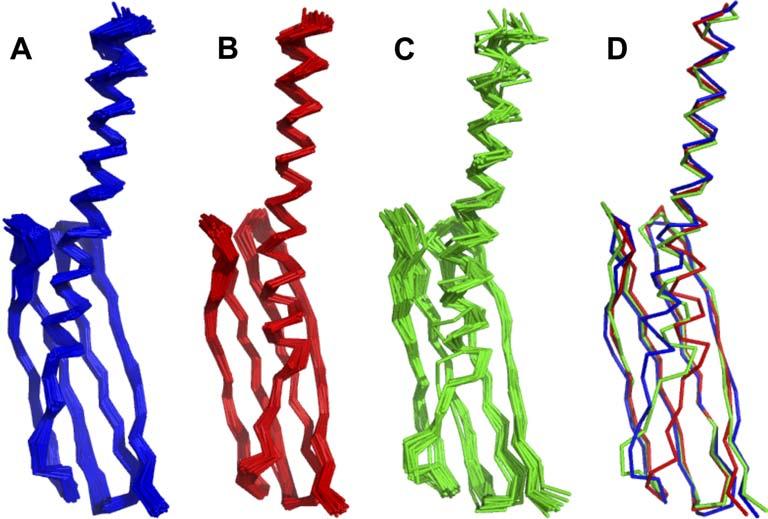 Figure I: Structure ensembles from simulation 5.