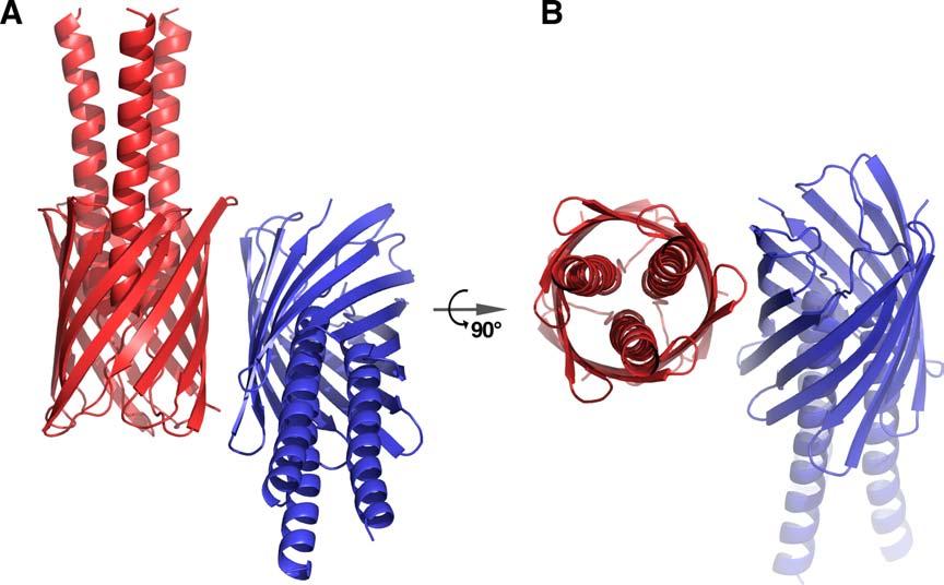 Figure K: Model of the organization of two YadA trimers (red and blue)