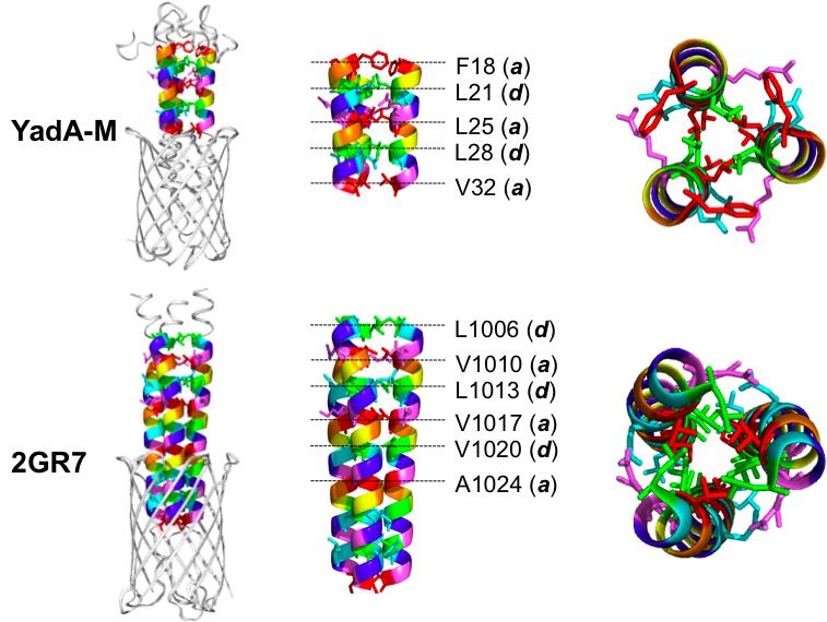 Figure A: Socket analysis of the structure of