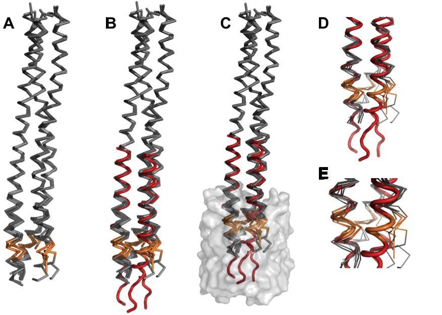 Figure F: Comparison of the solid-state MAS NMR structure of the membrane anchor domain of YadA with crystal structures of
