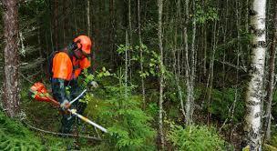 Skogsnäringen beräknar att