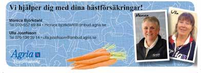 TRAVEXPERTENS PROGRAMTIPS Now Or Never Flair sätter färg på V-omgången Åter i vardagen igen efter V-festen med Nuncio i centrum.