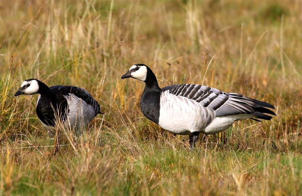 Vitkindad gås Branta leucopsis 9 par Arten minskade lätt i år, beroende på att bästa lokalen Eskilstorps holmar tappade flera par. Trots detta noterades den på fyra lokaler i år; en mer än förra året.