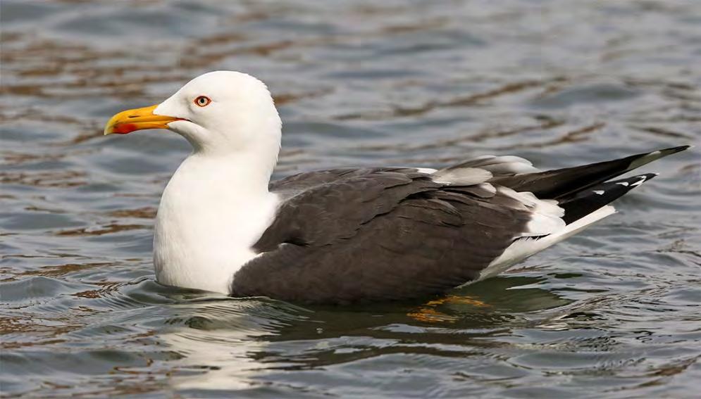 Silltrut Larus fuscus 6 par Minskade i år med ett par till sex och alla paren fanns som vanligt på Eskilstorps holmar. Sex par är fortfarande över medel.