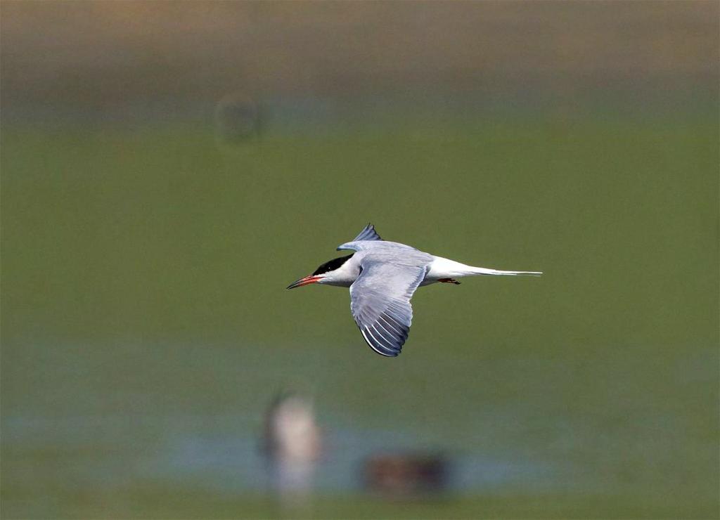 Fisktärna Sterna hirundo 1 par Helt ny på listan!