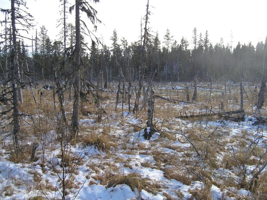 Bevarandeplan Natura 2000 Spångmyran-Röjtjärnsmyran SE0710197