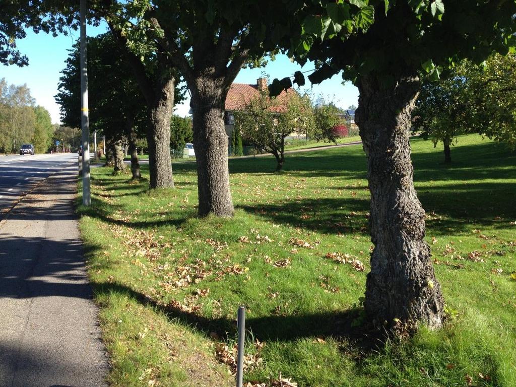 4.3 Generella biotopskydd Objekt id Biotop A Ensidig allé Beskrivning 6 träd i rad på vägens östra sida, 2 meter från asfaltkant (trottoaren), parkmark.