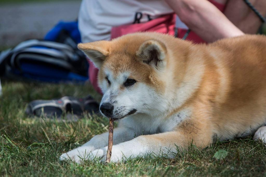 SPONSRA AKITADAGARNA Priser att skänka?