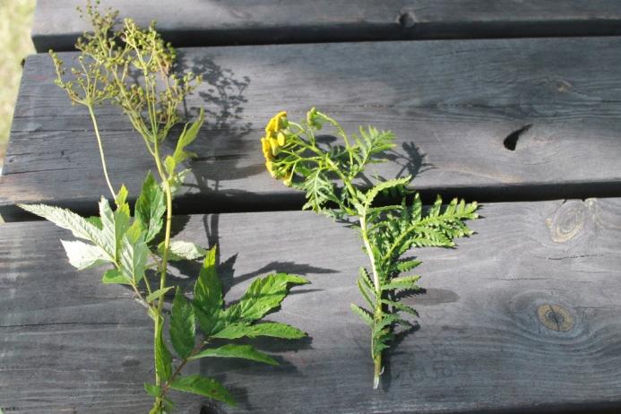 Tellus vegetation Det finns fler växter med fantastiska egenskaper här på Kopparbo. Har Luke och Leia redan upptäckt renfanedrycken? Eller kanske behöver de medicin mot huvudvärk?