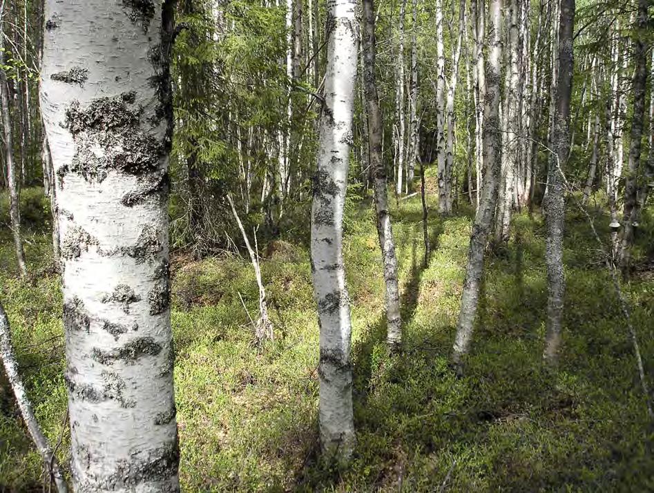 Lövskog. Löv- och lövrika skogar är viktiga för många hotade arter. I Ekopark Skatan är restaureringsvärdet för lövskogar högt, då det finns gott om yngre lövrika skogar att bygga vidare på.