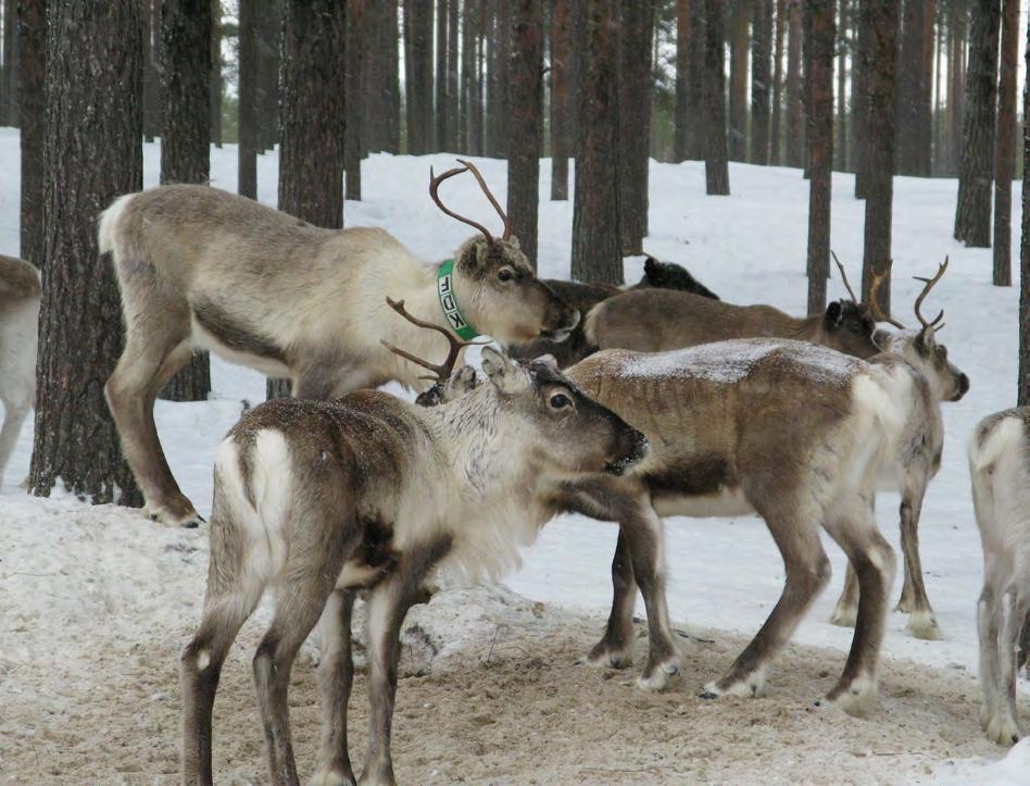 5. Rennäringen Ekopark Skatan har länge varit viktigt för rennäringen som nyttjat området under lång tid för vinterbete och flytt av renar.