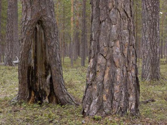 Restaureringsmöjligheterna i området är goda då det finns både unga och äldre skogar med höga restaureringsvärden.
