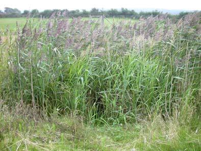 Fram till september har de våtmarker som planterades med vassvegetation utvecklats så att vassvegetationen hade blivit mycket tät och dominerades av bladvass och jättegröe (Fig.
