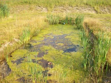 macrophytes ( supported establishment) Phragmites australis Glyceria maxima Phragmites australis Glyceria maxima Fig.