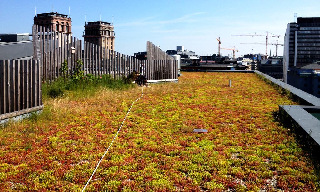 Tabell 10. Avrinningskoefficienter för gröna tak vid olika täckningsdjup (FLL, Green Roofing Guideline).