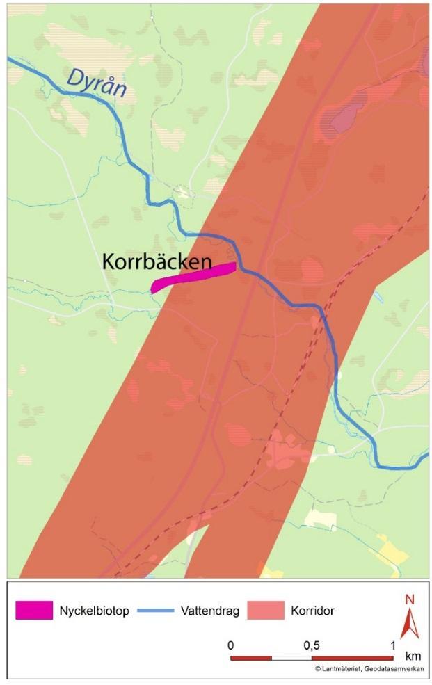 Floran är inte tillfredsställande inventerad men området har goda förutsättningar att hysa en rikare sådan. I de övre delarna har bl.a. kambräken påträffats.