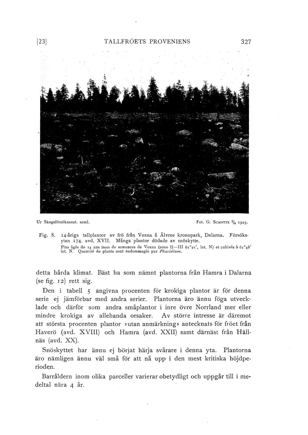 [23] TALLFRÖETs PROVENIENS 327 Ur Skogsförsöksanst. sam!. Fot. G. ScHOTTE 2/ 6 1923. Fig. 8. 14-åriga tapantor av frö från Voxna i. Ävros kronopark, Daarna. Försöksytan I 74. avd. XVII.