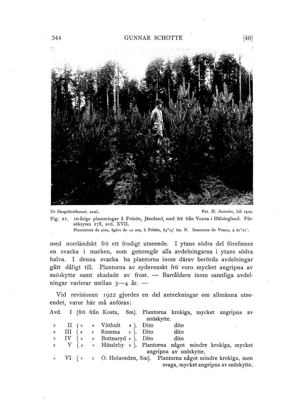 344 GUNNAR SCHOTTE [40] Ur Skogsförsöksanst. sam!_. Fig. 21. Fot. H. ANDREN1 jui '9'9 Io-iriga panteringar! Frösön, Jämtand, med frö ti-!n Voxna i Häsingand. För: söksytan 178, avd.