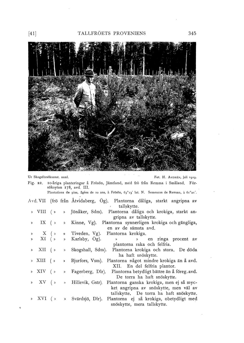 [41] T ALLFRÖETs PROVENIENs 345 Ur Skogsfärsöksanst. sam!. Fot. H. ANDREN, jui '9'9 Fjg. 22. Io-åriga panteringar å Frösön, Jämtand, med fro från Remrna i Småand. Försöksytan 178, avd. III.