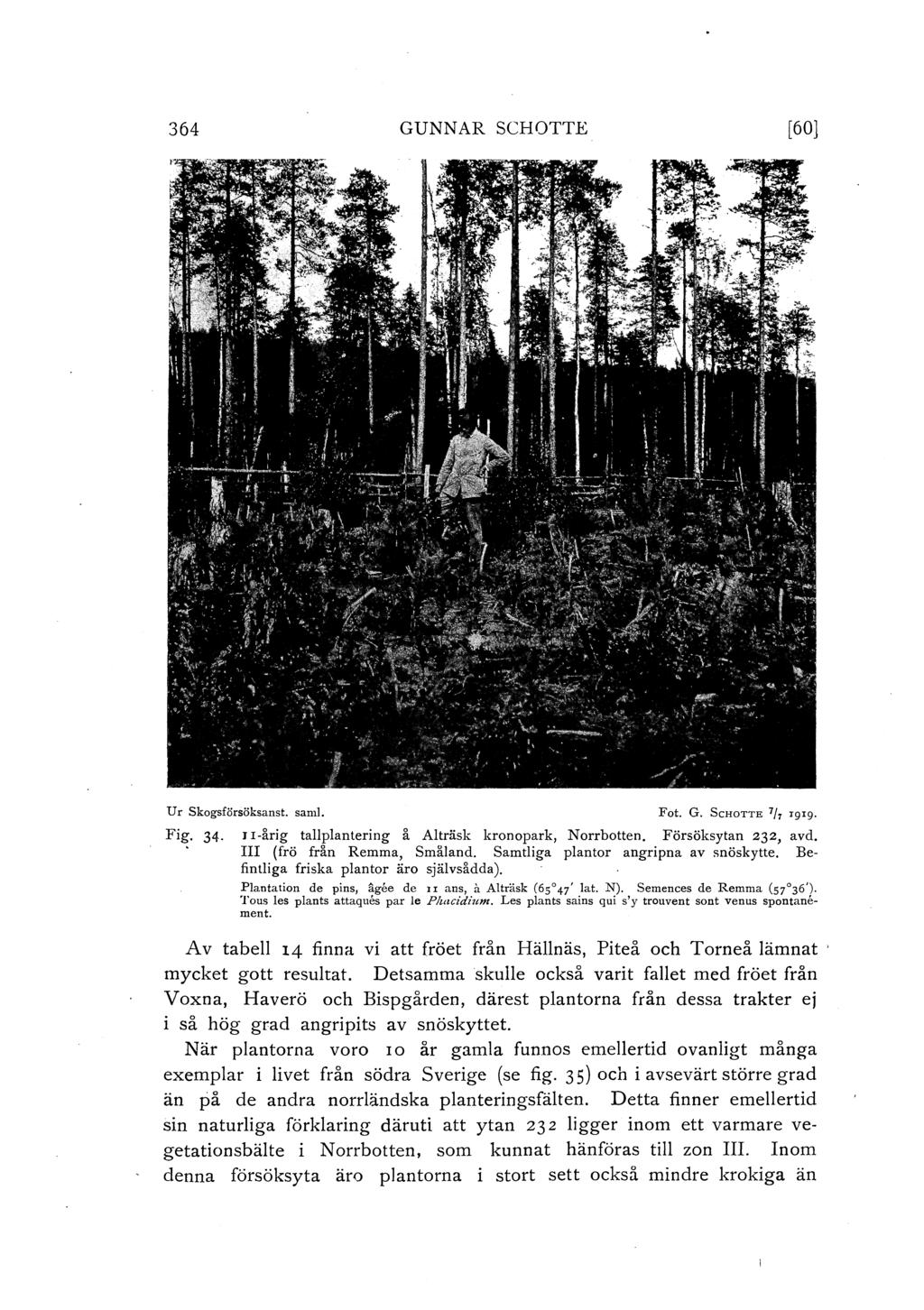 364 GUNNAR SCHOTTE [60} Ur Skogsförsöksanst. sami. Fot. G. ScHOTTE 1j7 1919. Fig. 34. J r-årig tapantering å A träsk kronopark, Norrbotten. Försöksytan 232, avd. III (frö från Remma, Småand.