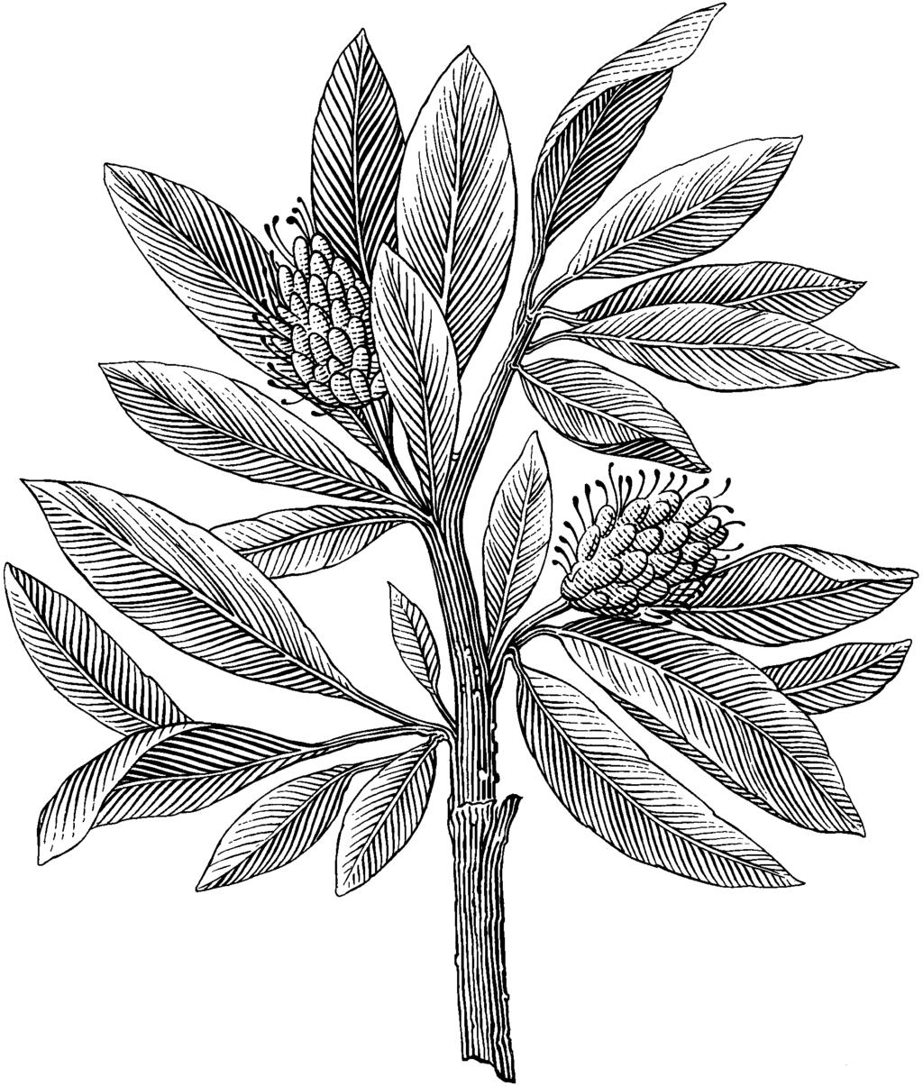 Examensarbete Ungskogsgödsling i granskogpotentiell åtgärd för framtidens skogsbruk Fertilization of young spruce- potential measure for future forestry Författare: Anders von Mecklenburg, Johan
