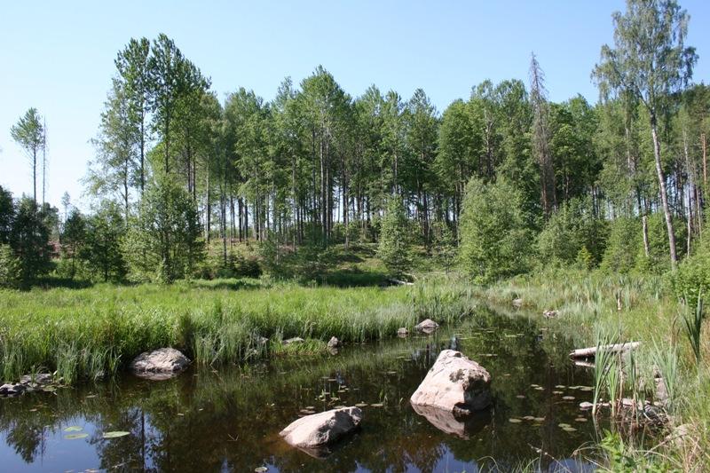 Skötselområde 1, Gamla Magnehult domänreservat Areal: 2,4 ha Naturtyp enlig Natura 2000: 9020 Boreonemoral ädellövskog 2,4 ha Målnaturtyp: 9020-2,4 ha Beskrivning Högvuxen och halvsluten till sluten