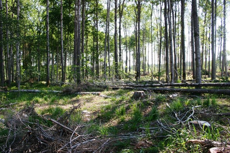 Åtgärder Restaureringar: En viss gläntighet skapas i brynen ut mot utvecklingsmarken där det nu kommer ett tätt uppslag av fr.a asp. Uppslag av ädla lövträd gynnas genom att dessa friställs.
