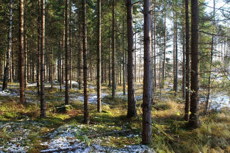 Skötselområde 4, Norra stranden av Magnehultån Areal: 0,3 ha Naturtyp enlig Natura 2000: - Målnaturtyp: - Beskrivning På norra sidan av Magnehultån växer en ca 20-årig ung skog dominerad av gran med