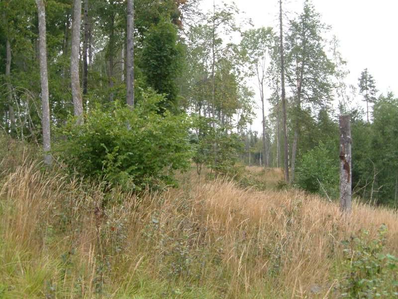 3.1 Historisk och nuvarande markanvändning En yta på 2,4 hektar har länge utgjort Domänreservat inom dåvarande Domänverkets marker.