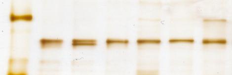 Structure function profile of MmpL3, the essential mycolic How to build a Glow Resin table | Resin table, Staining