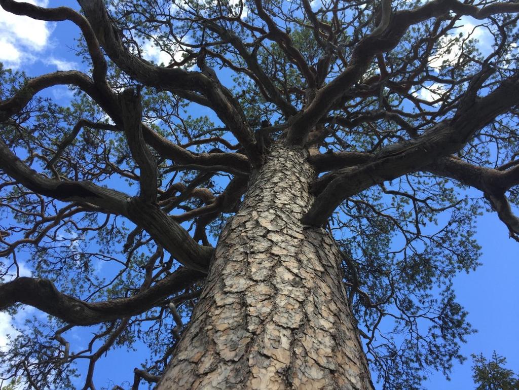 ANSLAGET FÖR SKYDD AV VÄRDEFULL NATUR, 1:14 2019 Maria Tiricke enhetschef