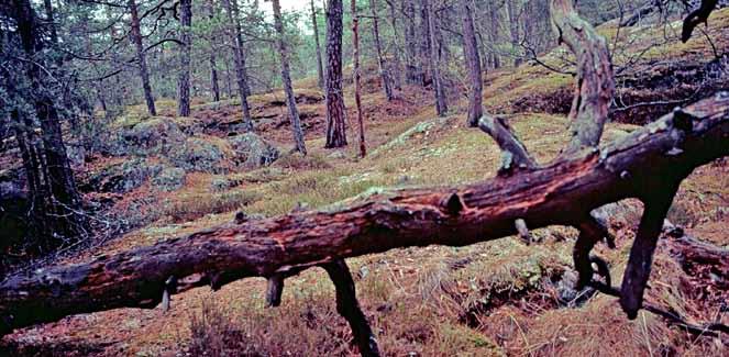 Vi kämpar för skogen och mångfalden Ryssbergen. Foto: Ronny Fors!