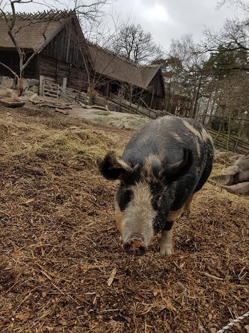 Uppsala 2018 Etologi och djurskydd Kandidatprogram Svensson, L. 2018 Studentarbete Nr.