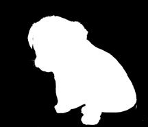Du behöver fråga dig själv om det finns tid och pengar för en hund. Och inte minst: Vill alla i hushållet ha en hund? För valpar växer upp till hundar och det krävs att alla är engagerade.